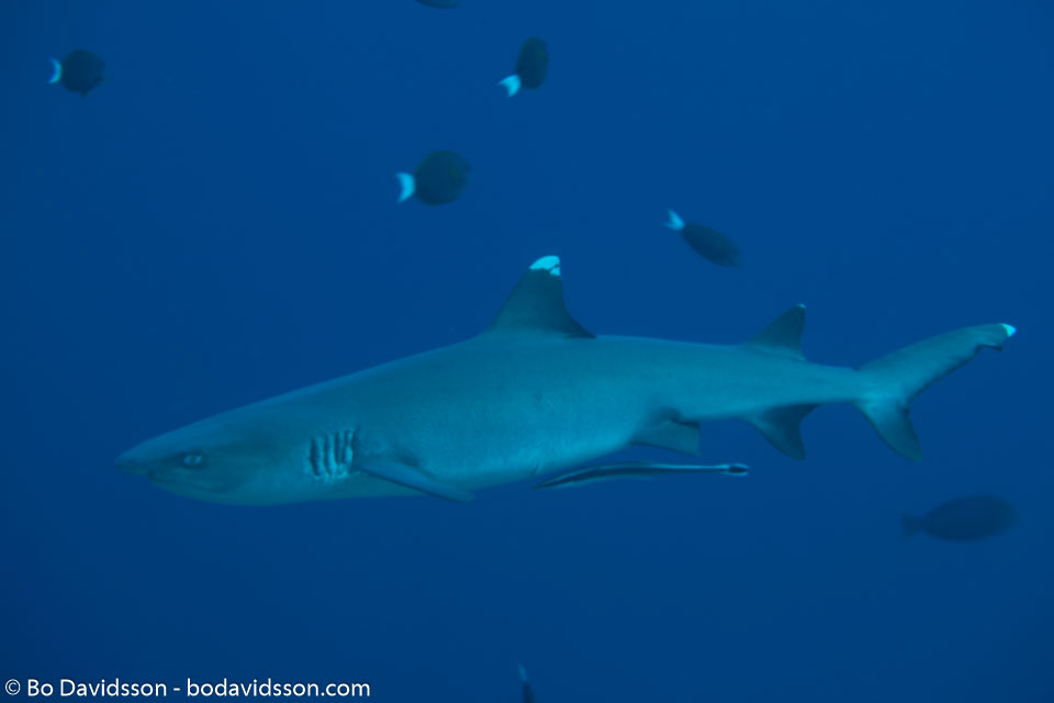 BD-150422-Maldives-7629-Triaenodon-obesus-(Rüppel.-1837)-[Whitetip-reef-shark.-Vitspetsig-revhaj].jpg